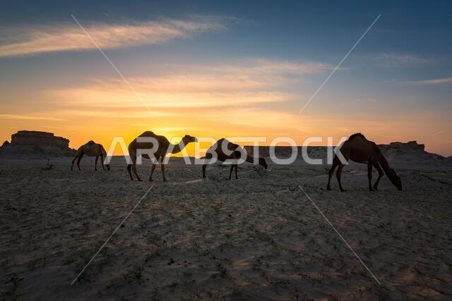 منظر طبيعي خلاب لغروب الشمس في الصحراء مع جمل بالقرب من السرار في المملكة العربية السعودية. تم التركيز بشكل انتقائي على الخلفية مع تمويهها.