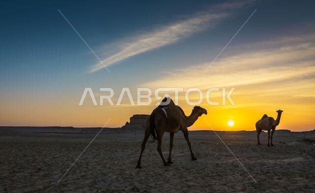 منظر طبيعي خلاب لغروب الشمس في الصحراء مع جمل بالقرب من السرار في المملكة العربية السعودية. تم التركيز بشكل انتقائي على الخلفية مع تمويهها.