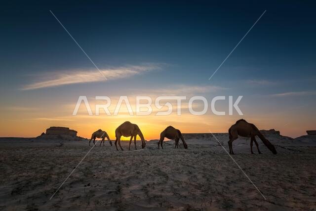 Beautiful Sunset Desert Landscape with camel near Al Sarar Saudi Arabia.Selective focused background blurred.