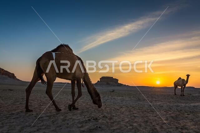 Beautiful Sunset Desert Landscape with camel near Al Sarar Saudi Arabia.Selective focused background blurred.