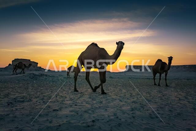 منظر طبيعي خلاب لغروب الشمس في الصحراء مع جمل بالقرب من السرار في المملكة العربية السعودية. تم التركيز بشكل انتقائي على الخلفية مع تمويهها.