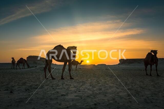 Beautiful Sunset Desert Landscape with camel near Al Sarar Saudi Arabia.Selective focused background blurred.