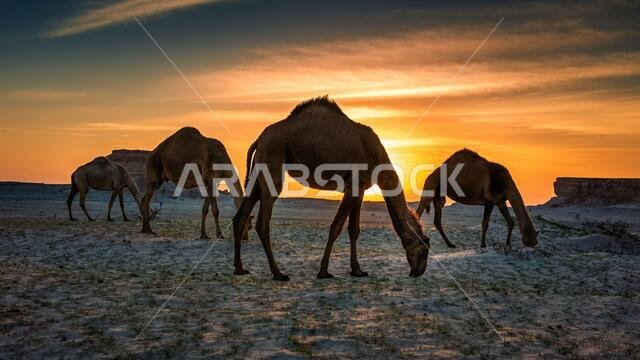 منظر طبيعي خلاب لغروب الشمس في الصحراء مع جمل بالقرب من السرار في المملكة العربية السعودية. تم التركيز بشكل انتقائي على الخلفية مع تمويهها.