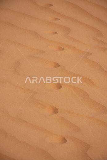 A Close-up of animal Footprints crossing in the Desert Sand in the United Arab Emirates (UAE) or a sahara desert concept walking in the wilderness