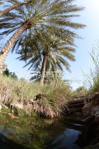 Date palm , tree of the palm family cultivated for its sweet edible fruits. The date palm has been prized from remotest antiquity.