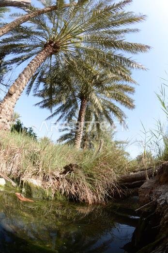 Date palm , tree of the palm family cultivated for its sweet edible fruits. The date palm has been prized from remotest antiquity.