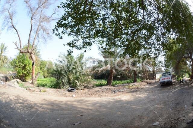 Date palm , tree of the palm family cultivated for its sweet edible fruits. The date palm has been prized from remotest antiquity.