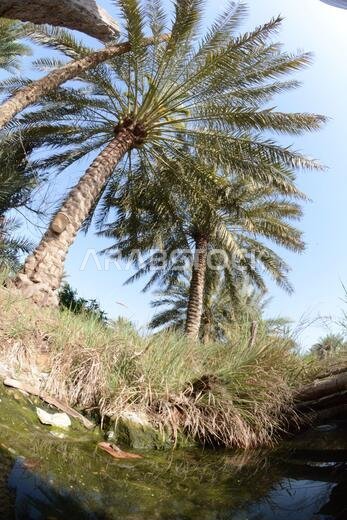نخيل التمر، شجرة من فصيلة النخيل تُزرع لثمارها الحلوة الصالحة للأكل. وقد حظي نخيل التمر بتقدير كبير منذ أقدم العصور.