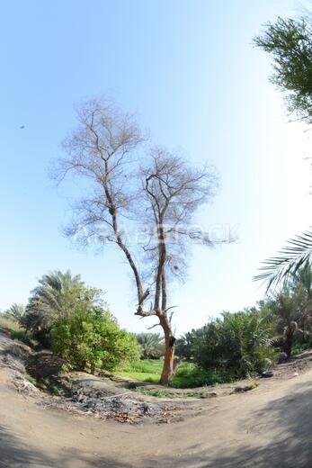 نخيل التمر، شجرة من فصيلة النخيل تُزرع لثمارها الحلوة الصالحة للأكل. وقد حظي نخيل التمر بتقدير كبير منذ أقدم العصور.