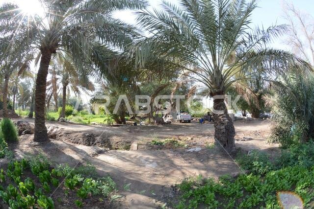 Date palm , tree of the palm family cultivated for its sweet edible fruits. The date palm has been prized from remotest antiquity.