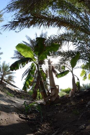 Date palm , tree of the palm family cultivated for its sweet edible fruits. The date palm has been prized from remotest antiquity.