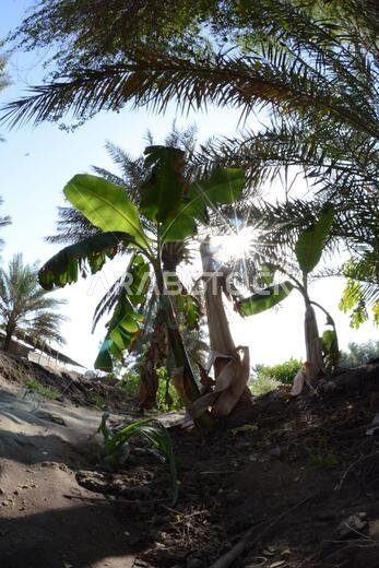 Date palm , tree of the palm family cultivated for its sweet edible fruits. The date palm has been prized from remotest antiquity.