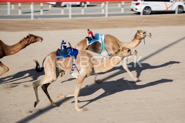 Al Bashair Camel Race: February 2021 Adam, Oman. The race brings about the best of regional camels from Saudi Arabia, Qatar,UAE, and Oman. various age groups of camels compete in this 6day event. Al Bashair Camel Race: February 2021 Adam, Oman. The race brings about the best of regional camels from Saudi Arabia, Qatar,UAE, and Oman. various age groups of camels compete in this 6day event.