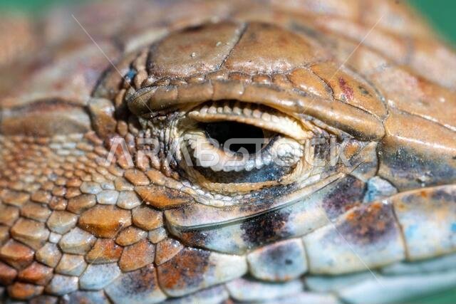 صورة مقربة لعين زاحف: سحلية ذات أصابع هدبية سعودية (Acanthodactylus gongrorhynchatus)