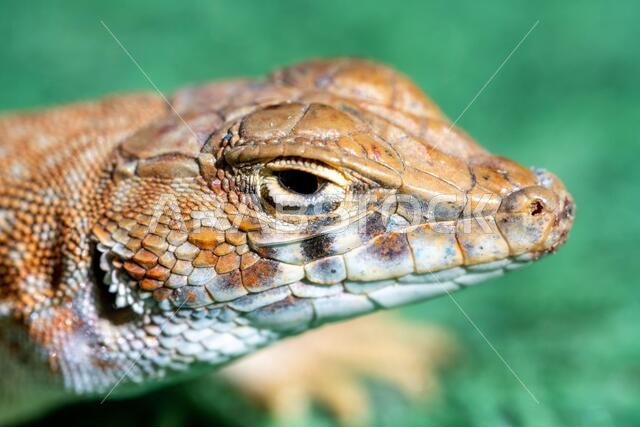 Macro head shot of a lizard, a Saudi fringe-fingered lizard (Acanthodactylus gongrorhynchatus)
