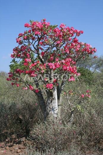 زنبق إمبالا (Adenium obesum)