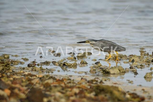 مالك الحزين المخطط - Butorides striatus، مالك الحزين الجميل والصغير والخجول من البحيرات الآسيوية والمياه العذبة، تايلاند.