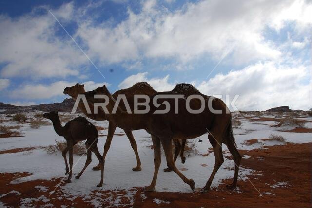 Camels in Desert in Tabuk, Saudi Arabia