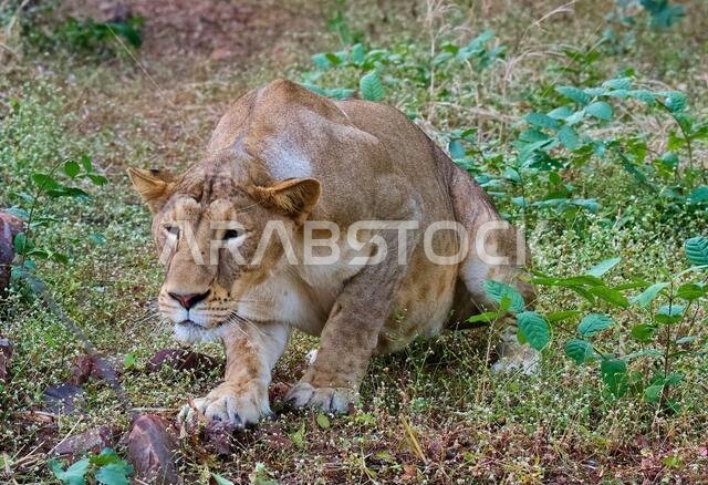 King of Jungle -- Asiatic Lion