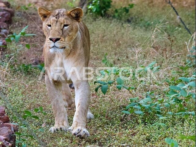 King of Jungle -- Asiatic Lion