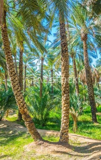 منظر لواحة مدرجة على قائمة اليونسكو في مدينة العين، الإمارات العربية المتحدة