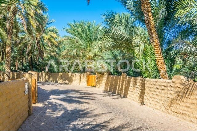 View of the unesco enlisted oasis in Al Ain, UAE