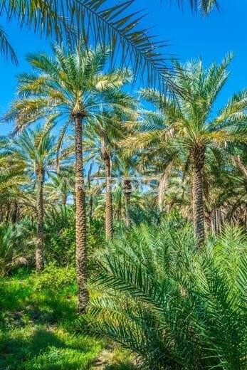 منظر لواحة مدرجة على قائمة اليونسكو في مدينة العين، الإمارات العربية المتحدة