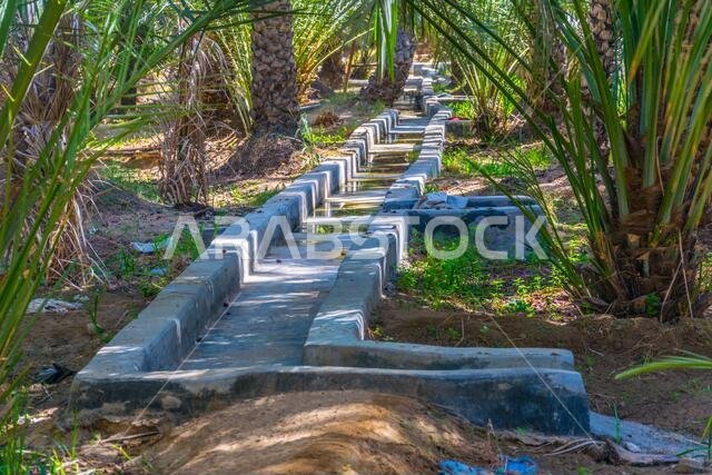 View of the unesco enlisted oasis in Al Ain, UAE