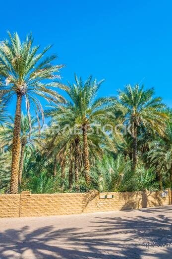 منظر لواحة مدرجة على قائمة اليونسكو في مدينة العين، الإمارات العربية المتحدة