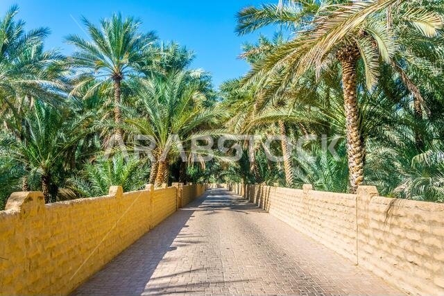 منظر لواحة مدرجة على قائمة اليونسكو في مدينة العين، الإمارات العربية المتحدة