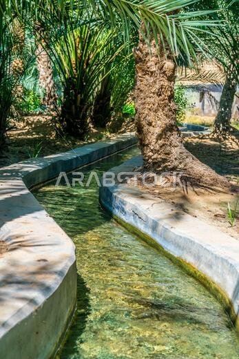 View of the unesco enlisted oasis in Al Ain, UAE