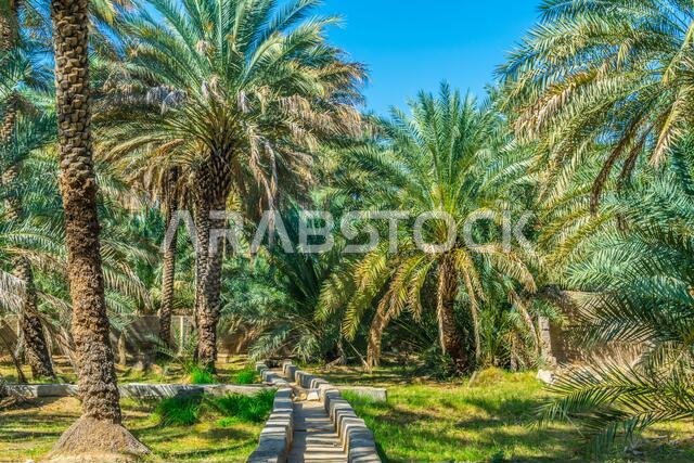 View of the unesco enlisted oasis in Al Ain, UAE