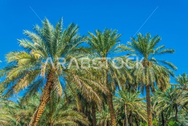 View of the unesco enlisted oasis in Al Ain, UAE