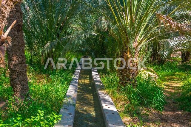 View of the unesco enlisted oasis in Al Ain, UAE