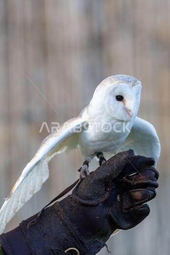 بومة حظيرة شائعة (Tyto alba) جاثمة على قفاز مدرب في مركز للحفاظ على البيئة، تستعرض أجنحتها وريشها الأبيض.