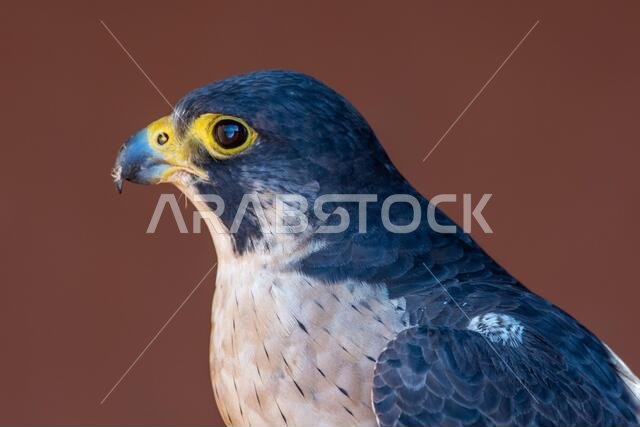 Peregrine Falcon (Falco peregrinus) head shot very close up. Falconry or keeping falcons and racing them in the middle east.
