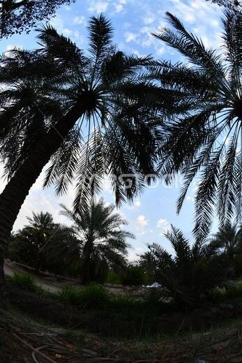نخيل التمر، شجرة من فصيلة النخيل تُزرع لثمارها الحلوة الصالحة للأكل. وقد حظي نخيل التمر بتقدير كبير منذ أقدم العصور.