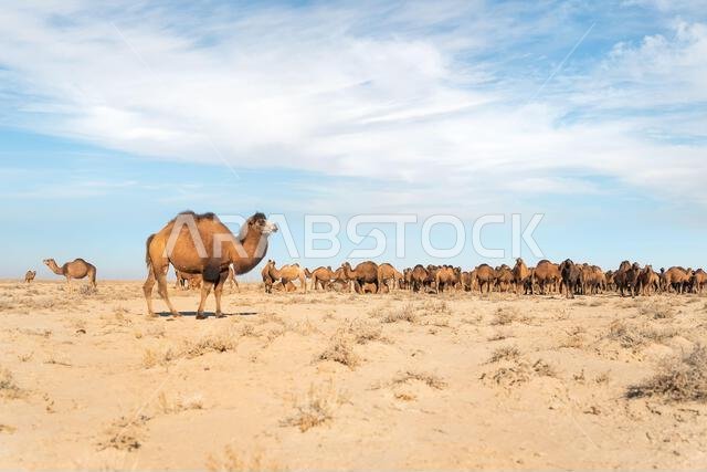 الجمل البكتري، المعروف أيضاً بالجمل المنغولي، هو حيوان ثديي كبير ذو حافر مزدوج الأصابع، موطنه الأصلي سهوب آسيا الوسطى. وله سنامين على ظهره.