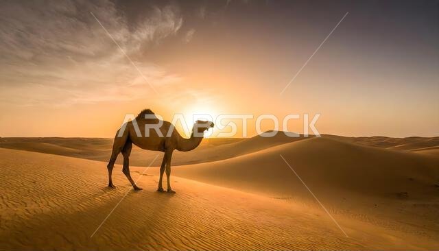 جمل وحيد يقف تحت غروب الشمس في صحراء الدمام، المملكة العربية السعودية.