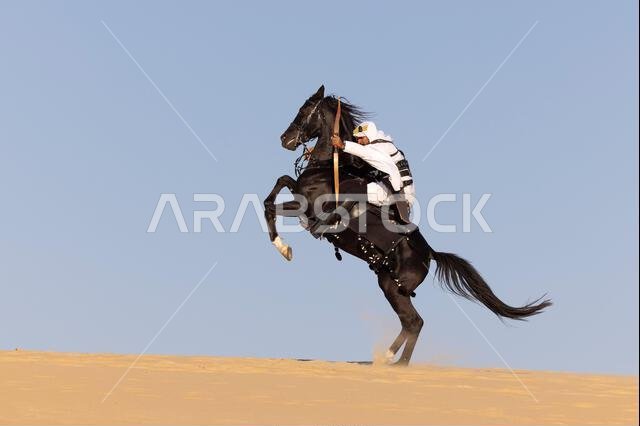 رجل سعودي يطلق سهماً على حصان أسود يقف على رجليه الخلفيتين