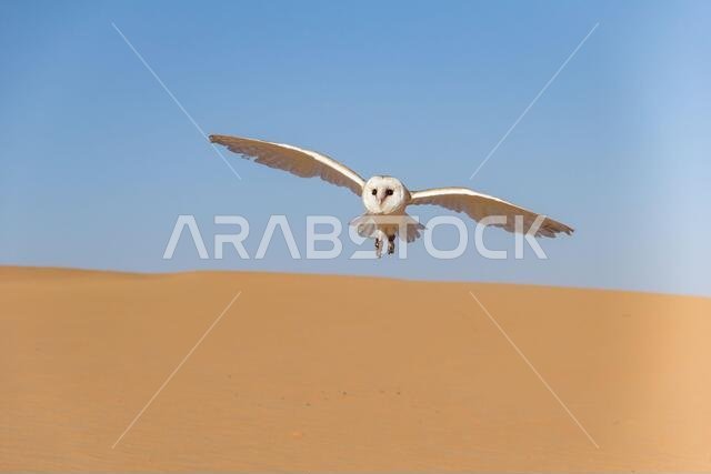 Barn owl flying over a dune in the Arabian desert