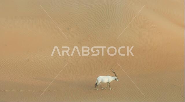 المها العربي يتجول في صحراء دبي في الصباح الباكر المها العربي يتجول في صحراء دبي في الصباح الباكر