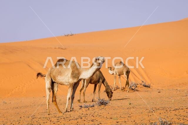 Camels in the desert during the 6th stage of the Dakar 2021 between Al Qaisumah and Ha'il, in Saudi Arabia on January 8, / LM