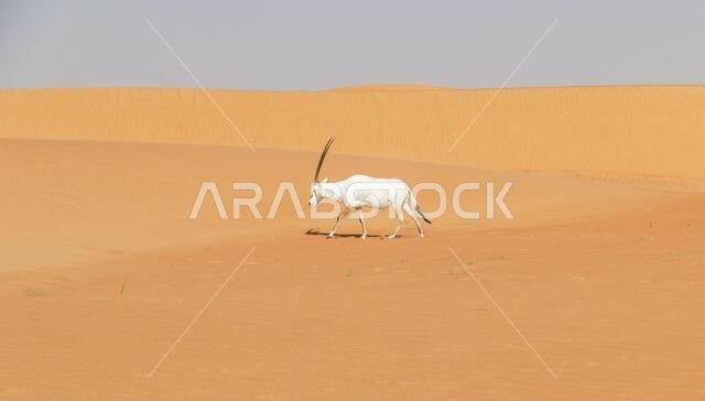 المها الأبيض في الصحراء العربية المها الأبيض في الصحراء العربية