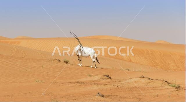 المها الأبيض في الصحراء العربية المها الأبيض في الصحراء العربية