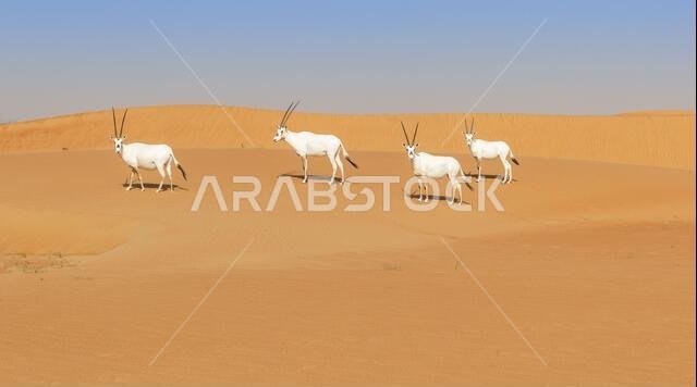 المها الأبيض في الصحراء العربية المها الأبيض في الصحراء العربية
