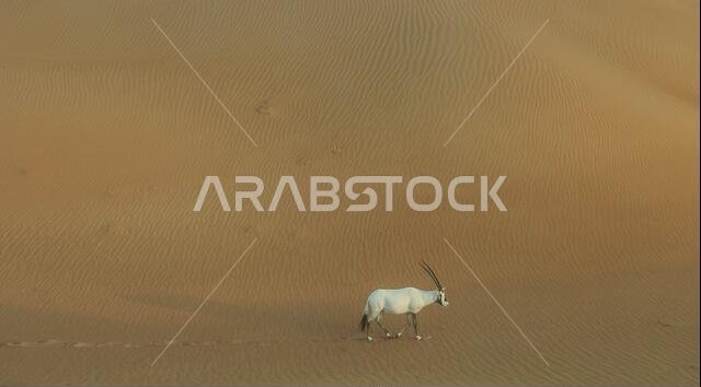 المها العربي يتجول في صحراء دبي في الصباح الباكر المها العربي يتجول في صحراء دبي في الصباح الباكر