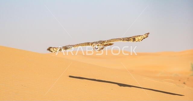 Desert owl flying over sand dunes in the Dubai Conservation area