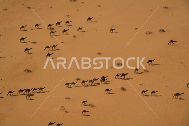حائل، المملكة العربية السعودية. 8 يناير 2021. الجمال، المناظر الطبيعية خلال المرحلة السادسة من داكار 2021 بين القيصومة وحائل، في المملكة العربية السعودية في 8 يناير 2021 - تصوير إريك فارجيولو / DPPI / LM Credit: Gruppo Editoriale LiveMedia / Alamy Live News حائل، المملكة العربية السعودية. 8 يناير 2021. الجمال، المناظر الطبيعية خلال المرحلة السادسة من داكار 2021 بين القيصومة وحائل، في المملكة العربية السعودية في 8 يناير 2021 - تصوير إريك فارجيولو / DPPI / LM Credit: Gruppo Editoriale LiveMedia / Alamy Live News