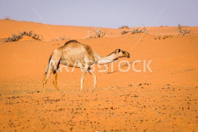 Ha'il, Saudi Arabia. 8th Jan 2021. Camels in the desert during the 6th stage of the Dakar 2021 between Al Qaisumah and Ha'il, in Saudi Arabia on January 8, 2021 - Photo Florent Gooden/DPPI/LM Credit: Gruppo Editoriale LiveMedia/Alamy Live News Ha'il, Saudi Arabia. 8th Jan 2021. Camels in the desert during the 6th stage of the Dakar 2021 between Al Qaisumah and Ha'il, in Saudi Arabia on January 8, 2021 - Photo Florent Gooden/DPPI/LM Credit: Gruppo Editoriale LiveMedia/Alamy Live News